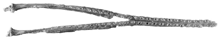 Aetodactylus