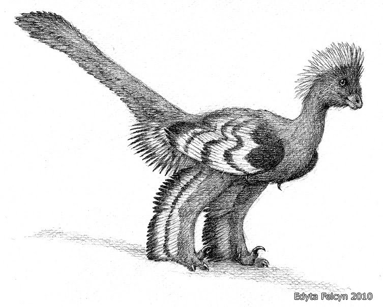 Anchiornis