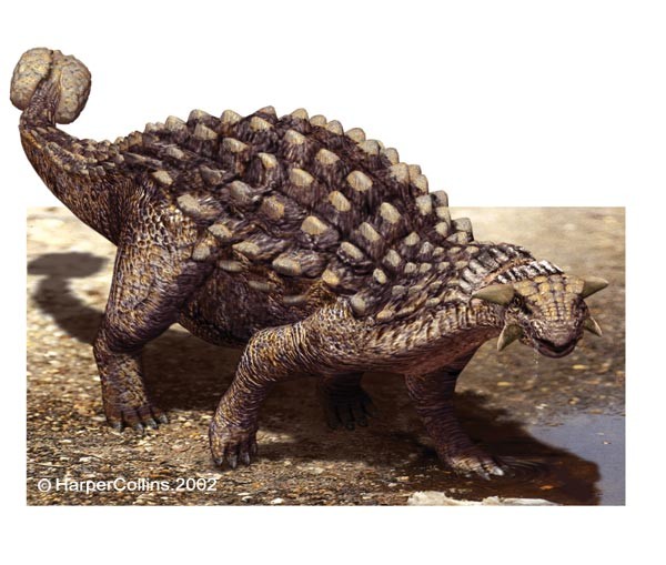 Ankylosaurus
(Анкилозавр), Late Cretaceous
(Верхний мел)