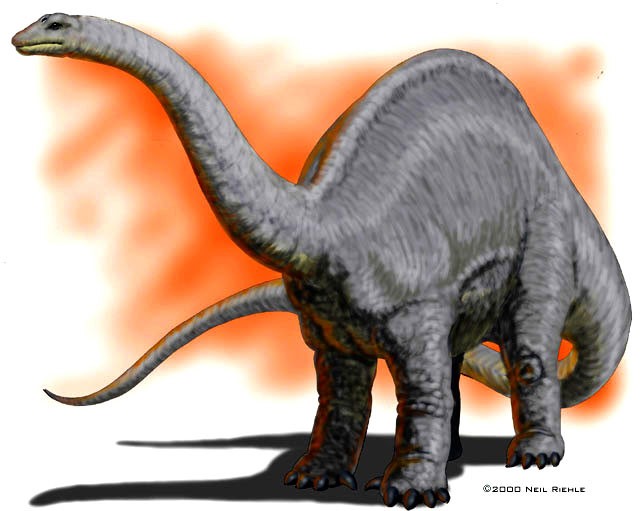 Apatosaurus Pictures & Facts - The Dinosaur Database