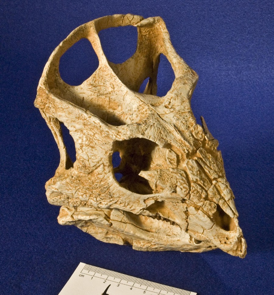 Archaeoceratops