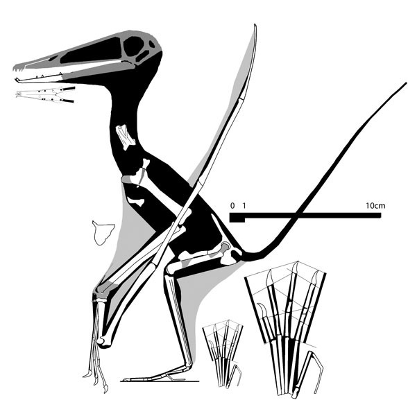 Archaeoistiodactylus, Middle Jurassic