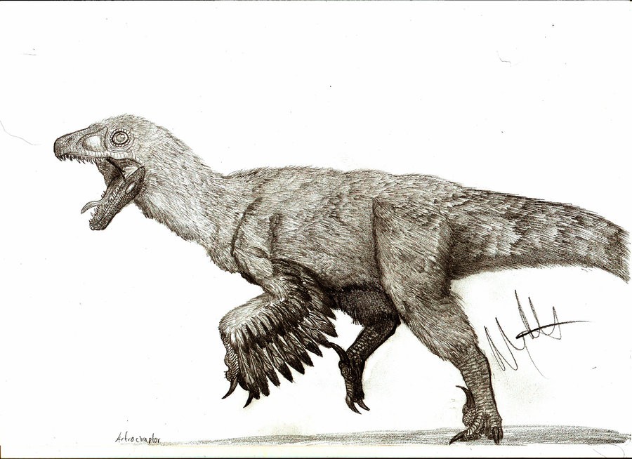 Atrociraptor, Cretaceous
(Меловой период)