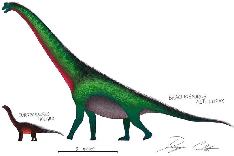 Europasaurus