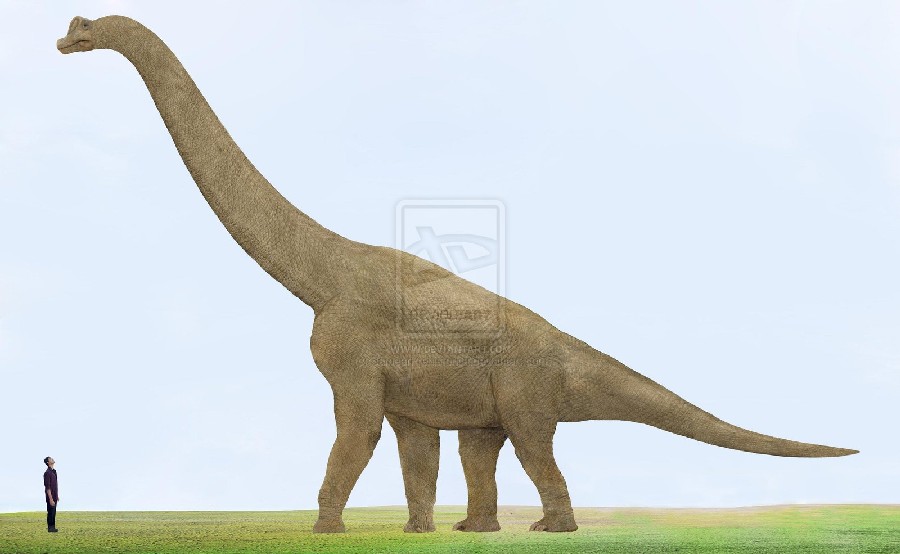 2009 Details about    TM 5.25" Inch Brown Brachiosaurus Jurassic Dinosaur. 