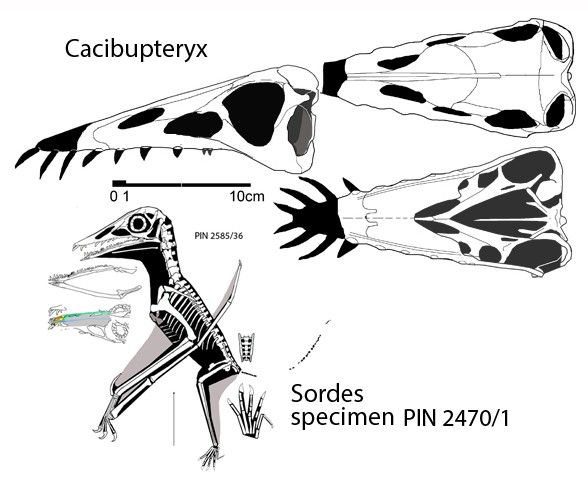 Cacibupteryx, Late Jurassic