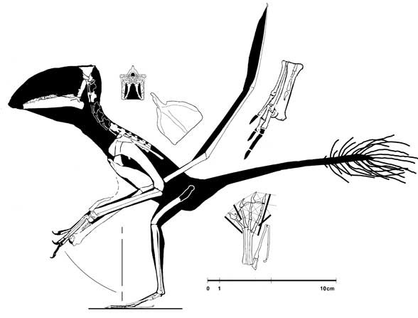 Carniadactylus