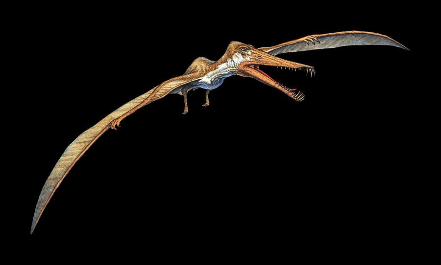 Cearadactylus, Jurassic Park Wiki