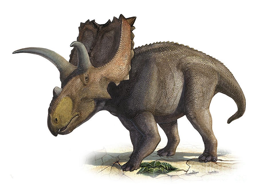 Coahuilaceratops