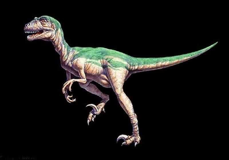 Deinonychus Pictures & Facts - The Dinosaur Database