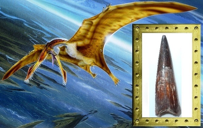 Siroccopteryx