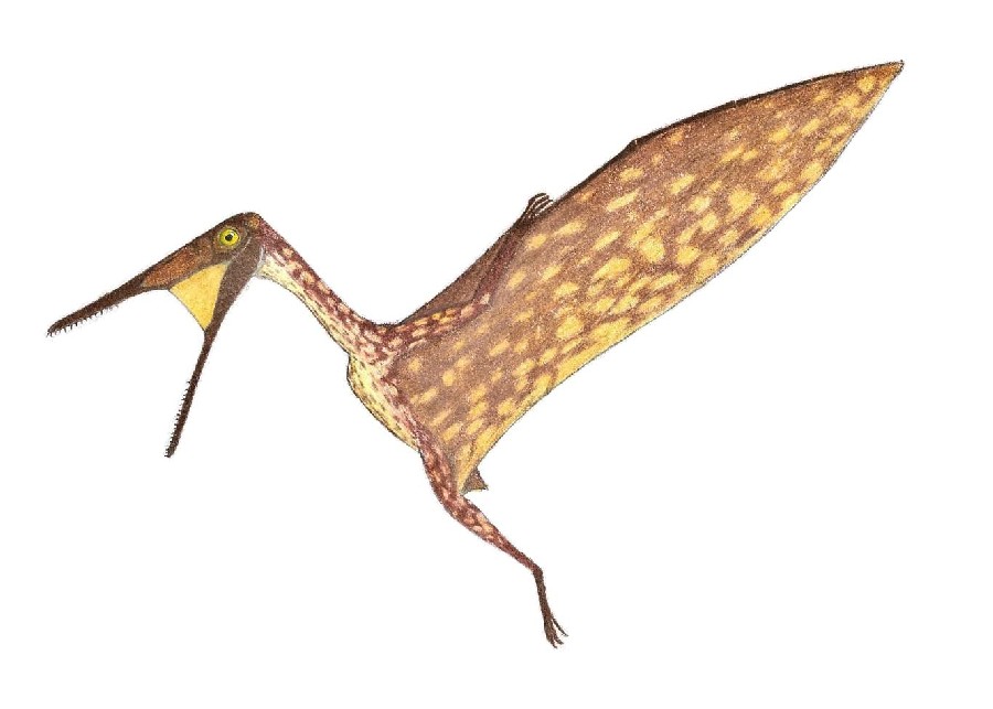 Dermodactylus