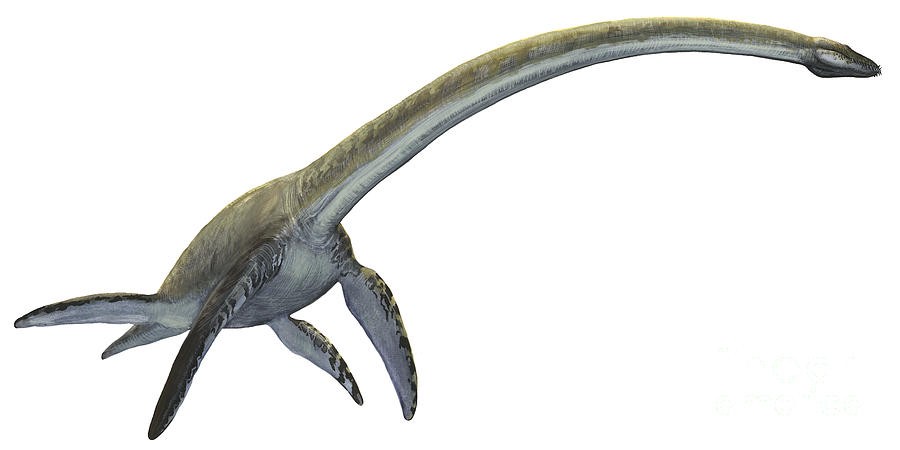 Resultado de imagen para elasmosaurus