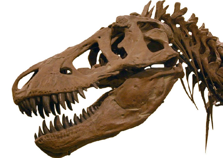 Eoabelisaurus