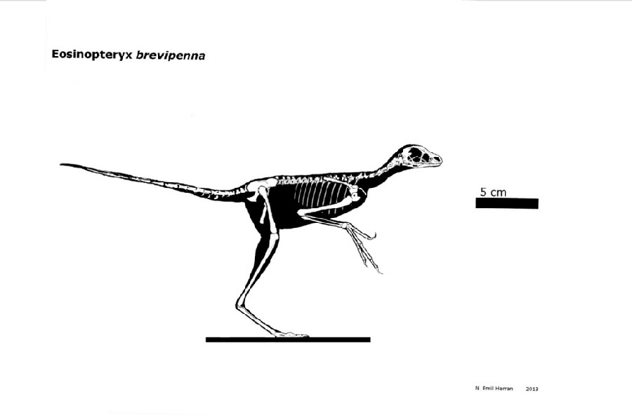 Eosinopteryx