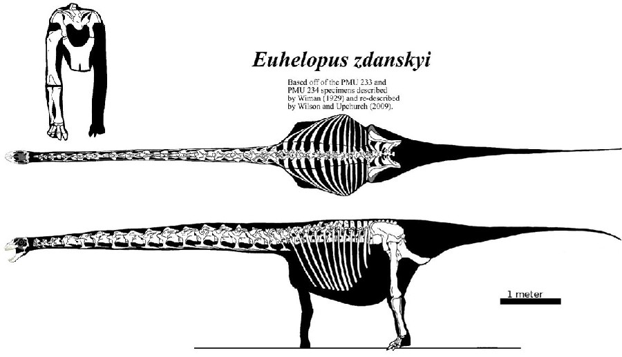 Euhelopus Pictures & Facts - The Dinosaur Database