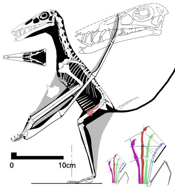 Fenghuangopterus, Middle Jurassic
