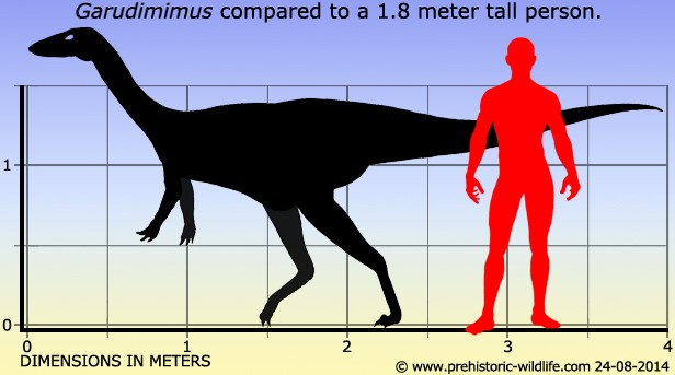 Garudimimus, Cretaceous
(Меловой период)
