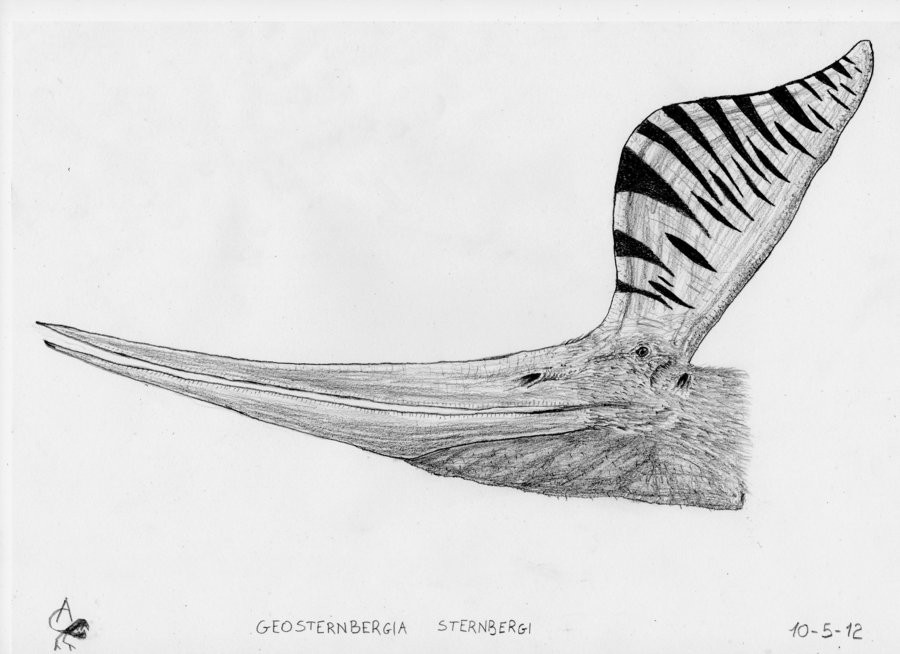 Geosternbergia
