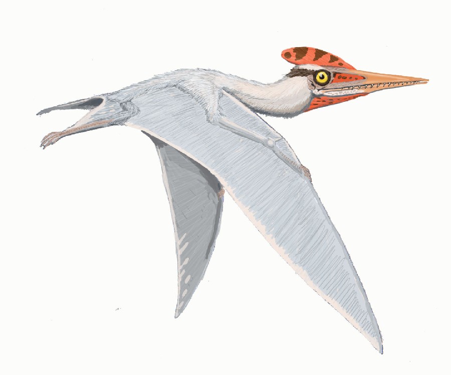 Germanodactylus
(Германодактиль), Late Jurassic