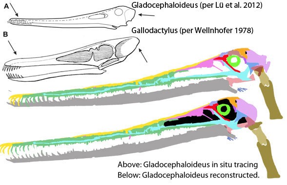 Gladocephaloideus, Early Cretaceous
(Нижний мел)