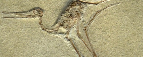 Gnathosaurus