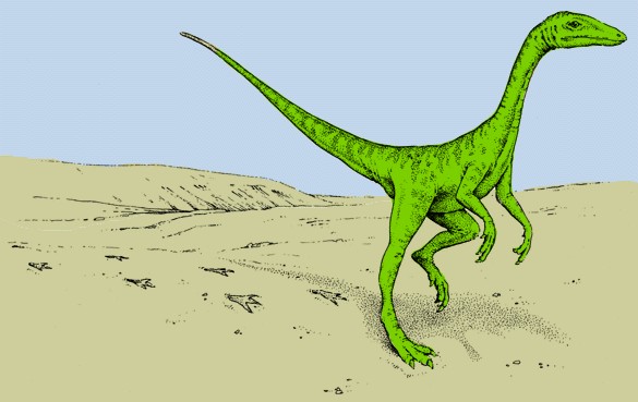 Grallator, Cretaceous
(Меловой период)