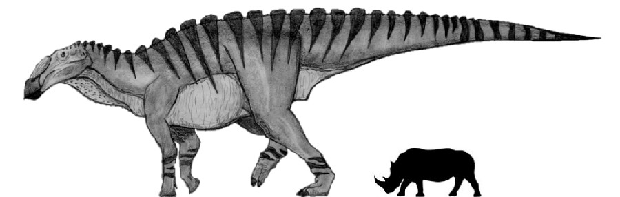 Huaxiaosaurus