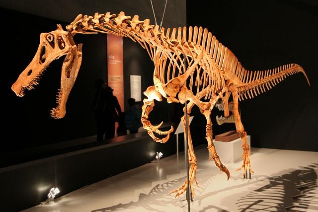 Irritator Pictures Facts The Dinosaur Database