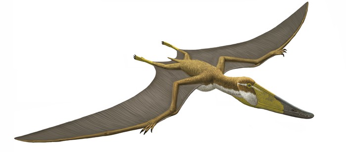 Istiodactylus