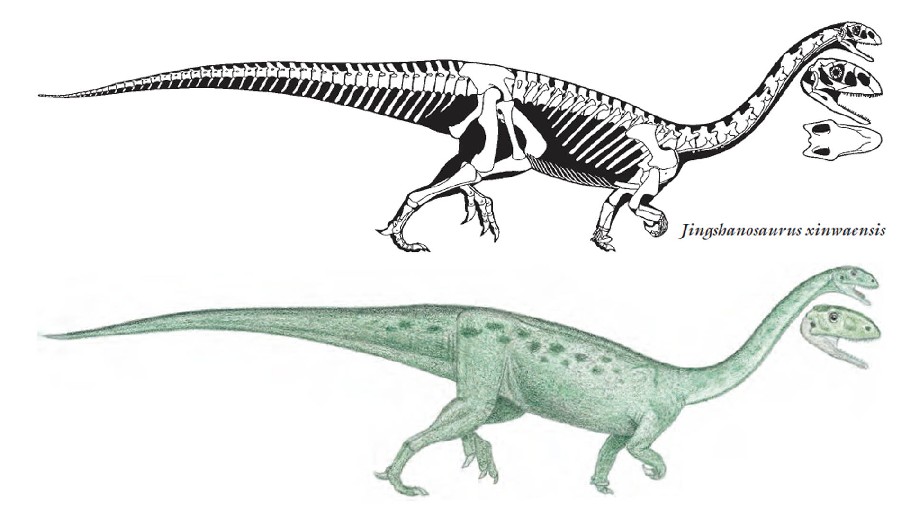 Jingshanosaurus, Jurassic
(Юрский период)