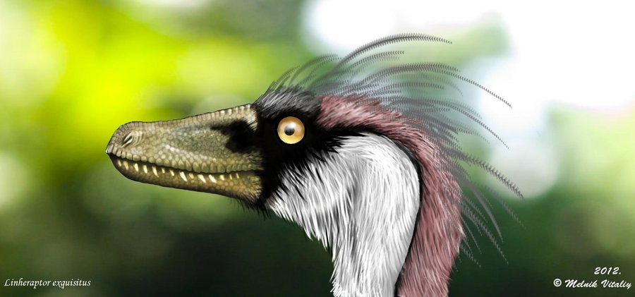 Linheraptor
(Линьхэраптор), Cretaceous
(Меловой период)