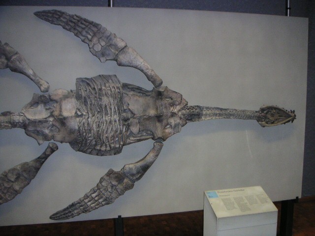 Meyerasaurus