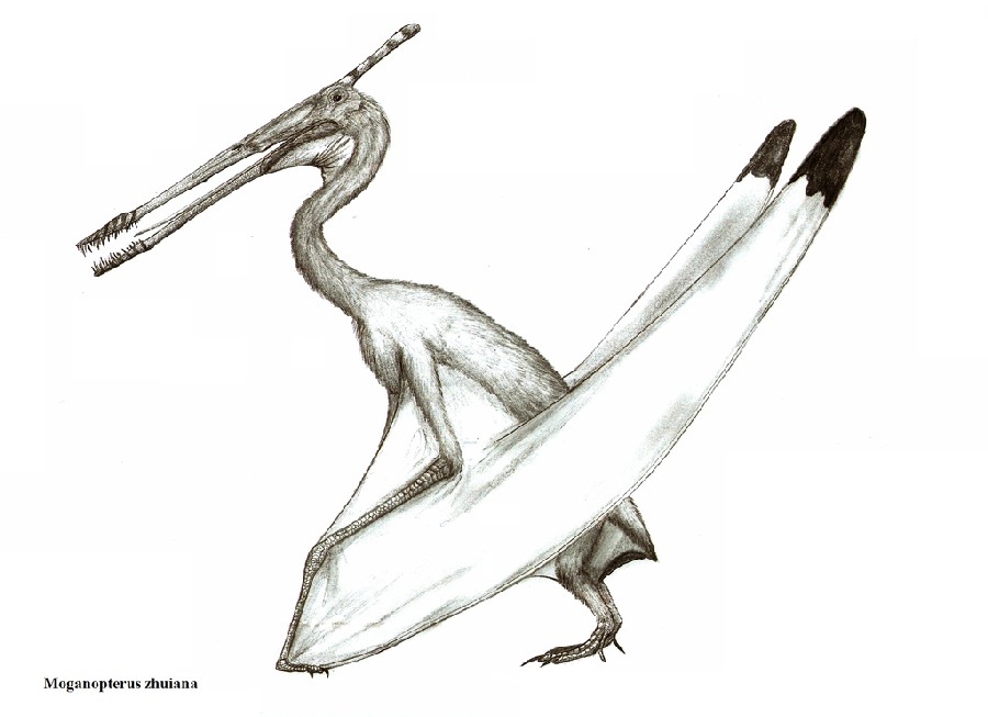 Moganopterus, Early Cretaceous
(Нижний мел)