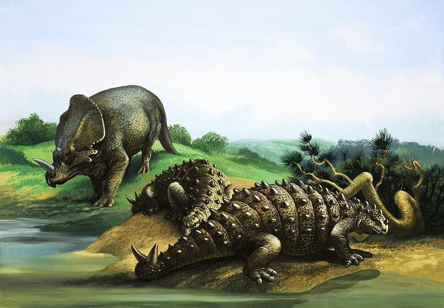 Monoclonius, Cretaceous
(Меловой период)