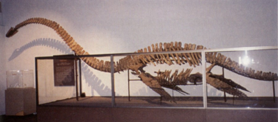 Morenosaurus
