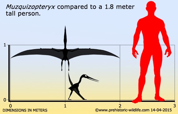 Muzquizopteryx