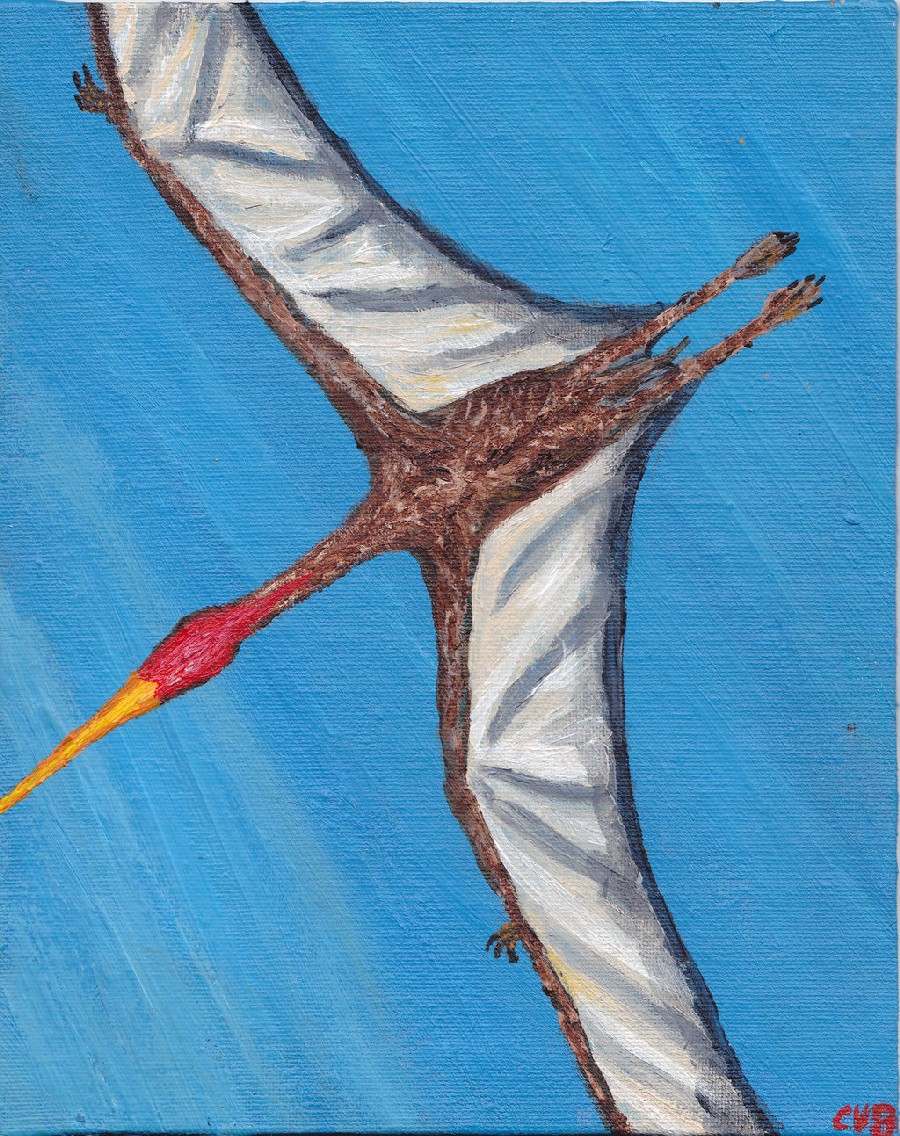 Navajodactylus, Late Cretaceous
(Верхний мел)