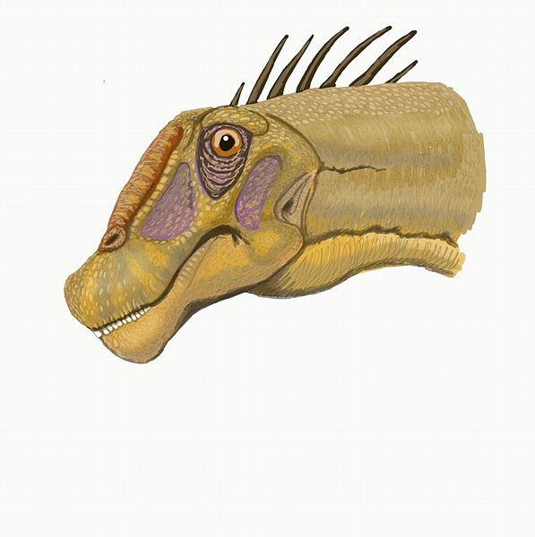 Nemegtosaurus
(Немегтозавр), Cretaceous
(Меловой период)