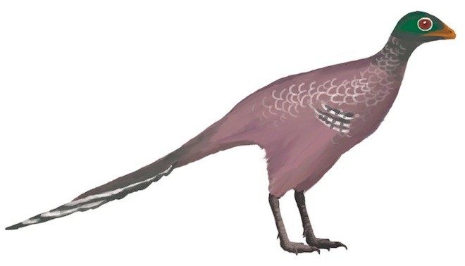 Ningyuansaurus, Cretaceous
(Меловой период)