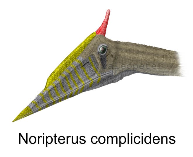 Noripterus, Early Cretaceous
(Нижний мел)