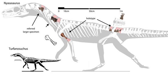 Nyasasaurus
(Ньясазавр), Triassic
(Триасовый период)
