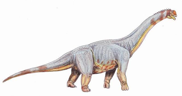 Paluxysaurus