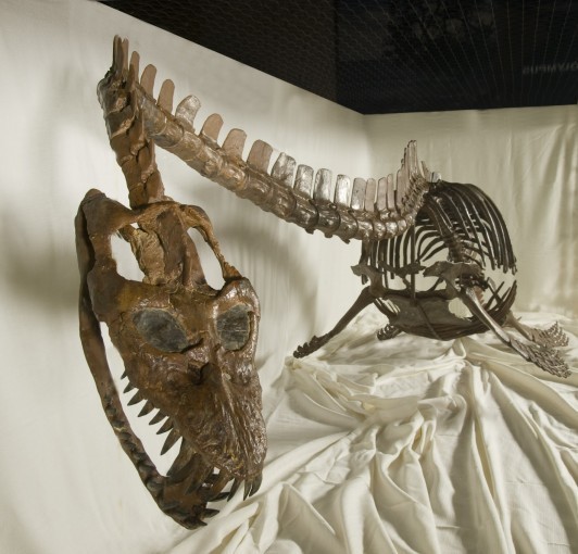 Occitanosaurus, 