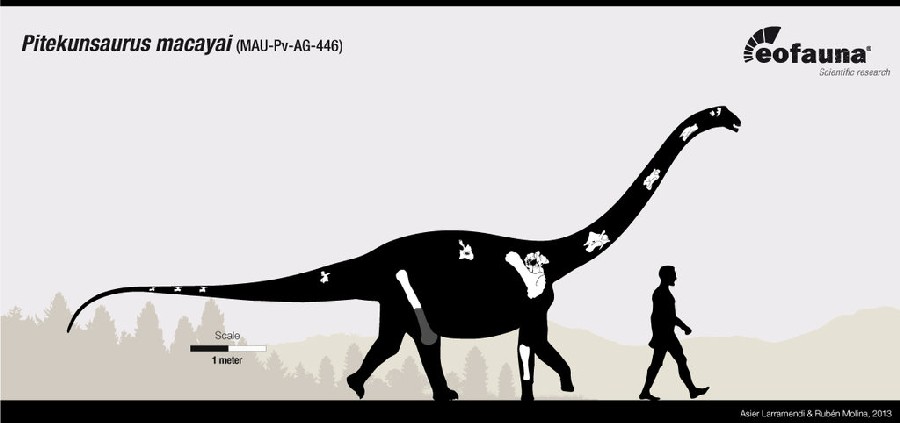 Pitekunsaurus