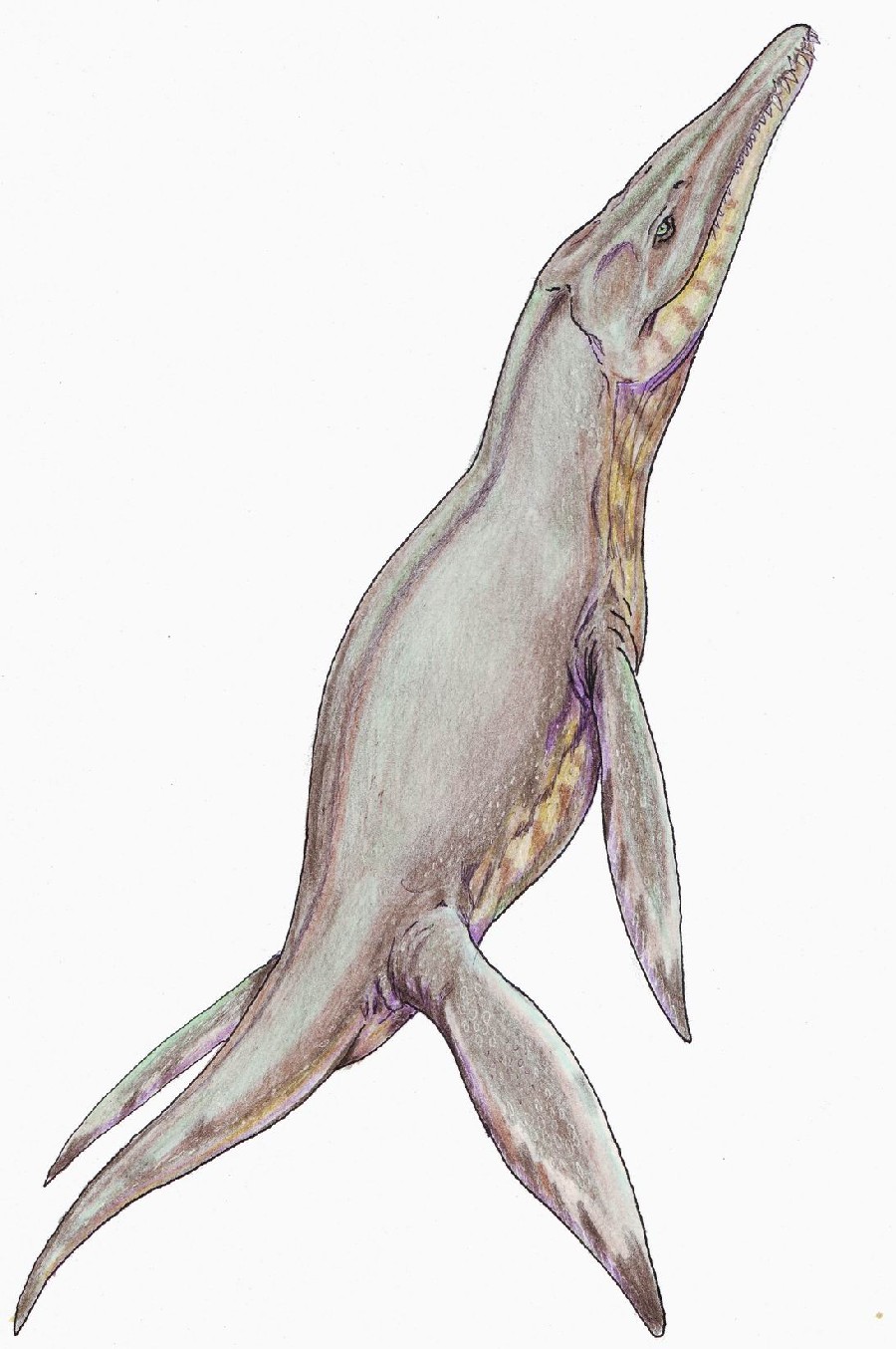Pliosaurus
(Плиозавр), 