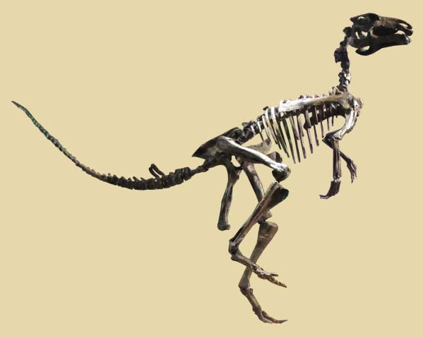 Probactrosaurus