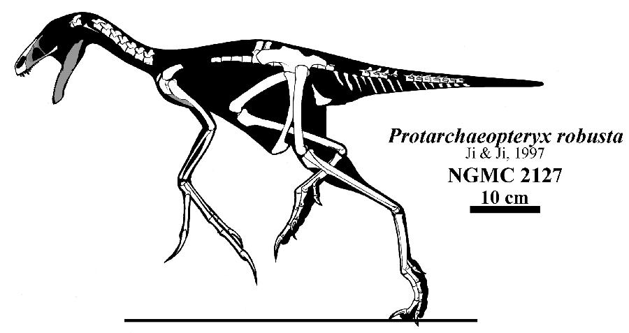 Protarchaeopteryx