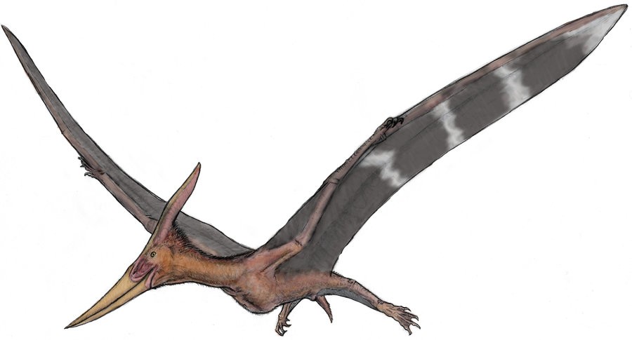 biggest pteranodon