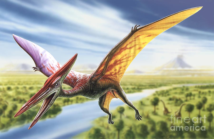 Pterodactyl Animal Facts  Pterodactylus - A-Z Animals